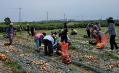 농촌일손 돕기구슬땀