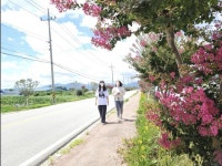 남원 금지면 요천로 배롱나무 꽃 만개, 관광객 유혹