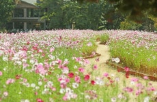 임실군, 국민관광지 관촌 사선대에 가을 코스모스 활짝