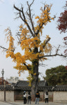 말라죽는 경기전 보호수⋯대책 없는 전주 완산구