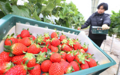삼례 딸기 수확 한창