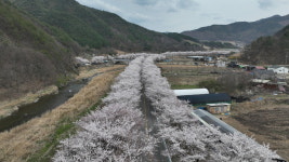덕유산 자락 아랫동네선 꽃눈 정상부엔 때아닌 눈꽃