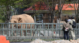 동물 없는 전주동물원⋯벚꽃놀이 오는 사람이 더 많아