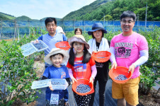 전국 최고 품질 순창 블루베리 수확체험 즐기세요