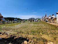 전주기접놀이보존회, 손 모내기 체험 행사 펼쳐