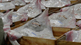 “변방은 옛말”⋯이젠 군산 홍어 ‘전성시대’