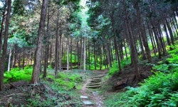 [도내 이색 힐링 장소] ‘피톤치드 가득’ 익산 두동마을 편백나무 숲