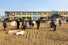 순창 적성을 사랑하는 사람들의 모임 적성초 운동장에 천연잔디 식재