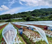 진안 안천면, 꽃상추 첫 수확 ‘성공’