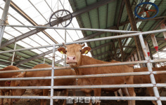 전북, 폭염에 가축 폐사 잇따라⋯작년보다 8배 ↑