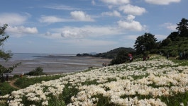 부안 변산마실길 제2코스, 붉노랑 상사화 최절정