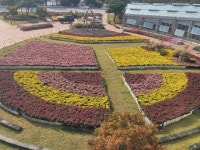 남원 지리산 허브밸리, 국화와 코스모스로 물든 가을 나들이 명소