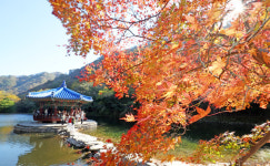 주말 단풍 구경 여기어때!? [정읍 내장산]