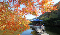 주말 단풍 구경 여기어때!? [정읍 내장산]