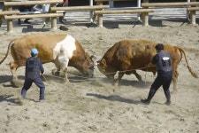 [참여&공감 2024 시민기자가 뛴다]전북에선 중단된 ‘소싸움대회’.. 정말 ‘보전’해야 할 우리의 문화일까?