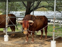[참여&공감 2024 시민기자가 뛴다]전북에선 중단된 ‘소싸움대회’.. 정말 ‘보전’해야 할 우리의 문화일까?