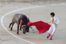 [참여&공감 2024 시민기자가 뛴다]전북에선 중단된 ‘소싸움대회’.. 정말 ‘보전’해야 할 우리의 문화일까?