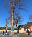 잘린 전주한옥마을 나무들···상시 관리 필요