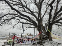 남원 보절면 600년 느티나무서 정월대보름 당산제 거행