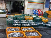 군산해경, 체장미달 꽃게 2.2t 소지한 유통업체 적발