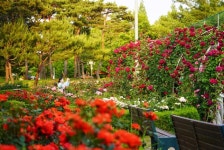 익산은 지금 장미향 가득…장미정원 5곳 새단장