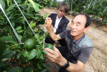 [전북일보-전북대 미디어커뮤니케이션학과 공동기획] ② 기후가 만들고 위협하고⋯완주산 레드향을 찾아서