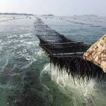 [산업화 위기 맞은 고군산 청곱창김] [상] ‘불법’ 낙인 위기