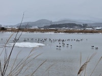 고창 동호천에 새해 길조 황새 80여 마리가 찾아왔다