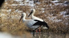 낚시꾼에 천연기념물·멸종위기종 서식 교란, 익산 목천포천 낚시금지구역 지정을