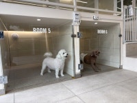 한 달 전부터 ‘예약 마감’⋯설 앞둔 반려동물 호텔에 무슨 일