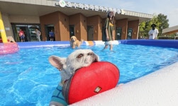 오수의 견 국민여가캠핑장, 반려친화 관광지로 ‘우뚝’