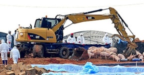 논산서 또 구제역, 4백여 마리의 돼지 처분돼