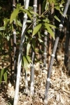 [여행] 바다 향 머무는 강릉 오죽헌·선교장