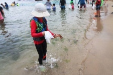 쏠비치 양양 프라이빗 비치 개장 기념 맨손 오징어 잡기 이벤트 진행