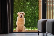 소노펫클럽&리조트, 내달부터 대형견도 투숙할 수 있어