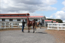 한국마사회 제주지역본부, 올해 국내산경주마 마지막 경매 마무리