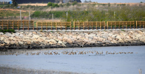 영국왕립조류보호협회(RSPB), 신안군 방문