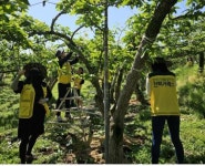 전력거래소 반디봉사단, 농번기 맞이 배 열매솎기 일손돕기 참여