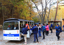 가을의 끝, 영양 자작나무숲이 선사하는 하얀 숲과 붉은 단풍의 교향곡
