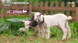 삼시세끼-바다목장 한지민X에릭, 잭슨네 목장 동행 무슨 일?