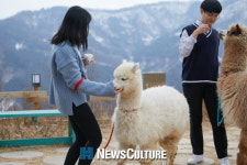 설 연휴에 가볼만한 곳 어디? 강원도 알파카월드…평창 올림픽도 가즈아