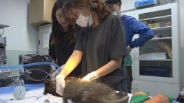 VJ특공대 야생동물구조센터의 24시간
