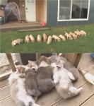 TV 동물농장 추석특집 레전드 모음, 심장 강타 꼬물이부터 견생역전까지