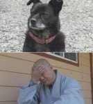 TV 동물농장 스님, 절밥 먹여 키운 초심이 탈출시도에 한숨 푹