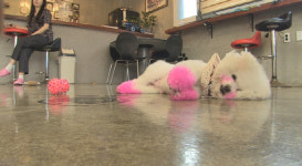 동물농장 3犬3色 다양한 사연의 견공들…이유가 뭐길래?