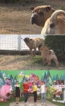 TV동물농장 자글자글한 주름, 샤페이 레오…겁쟁이 된 사연