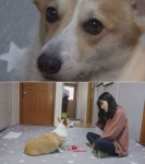 TV 동물농장 웰시코기 아리, 엉덩이는 무겁지만 눈치는 빠릿