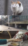 동물농장 스토커 고양이 등장+반려견의 식습관 해결 비법 공개