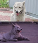 동물농장 백구, 다리에 거대한 혹을 단 사연…대수술의 결과는?