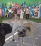 동물농장 근성VS하이에나, 두 견공의 식탐 전쟁